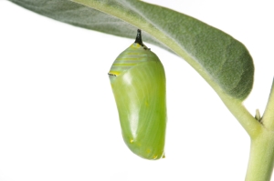 iStock_000003864399Small_Cocoon